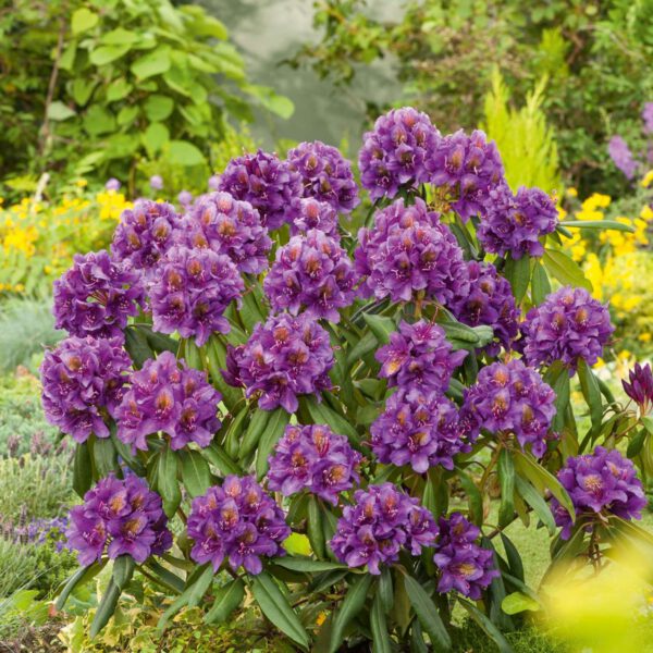 Rhododendron 'Marcel Menard' - Easydendron®