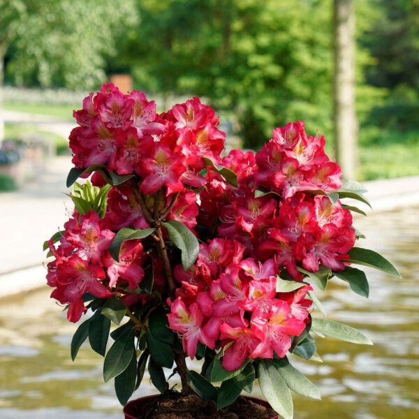 Rhododendron 'Junifeuer' - Easydendron®