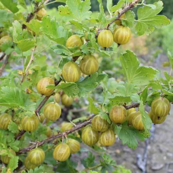 Stachelbeere 'Giggles® Gold'