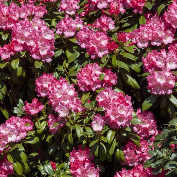 Zwerg-Ball-Rhododendron 'Morgenrot'