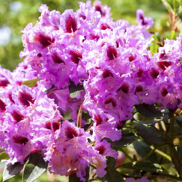 Rhododendron 'Kabarett®'