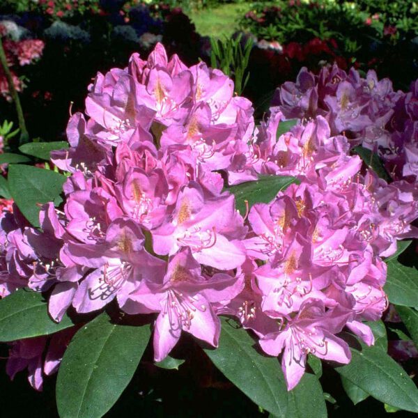 Rhododendron 'Roseum Elegans'