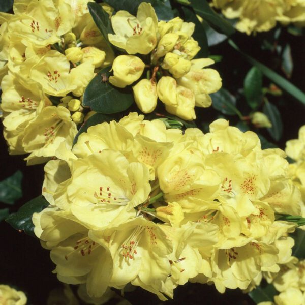 Rhododendron 'Goldinetta®'