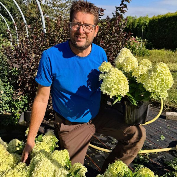 Zwerg-Rispenhortensie 'Little Spooky®'