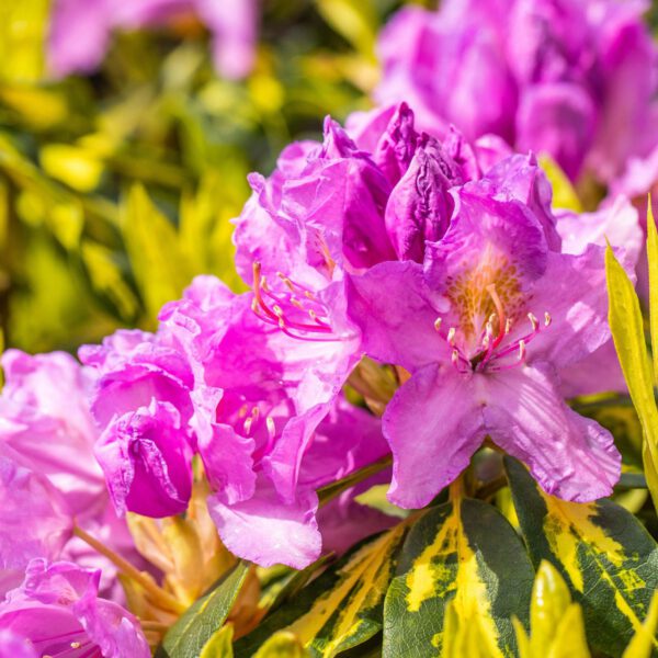 Rhododendron 'Goldflimmer'