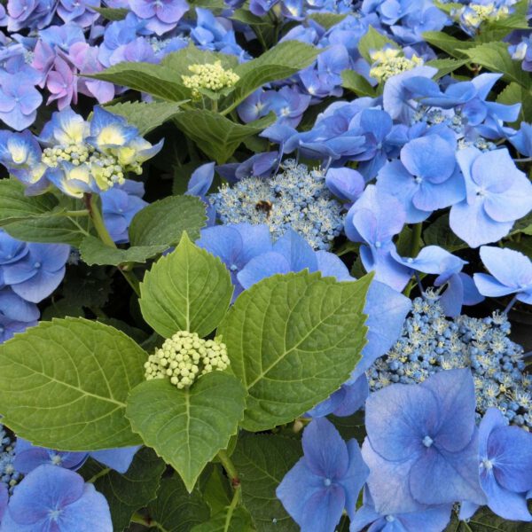 Tellerhortensie 'Blue Bird'