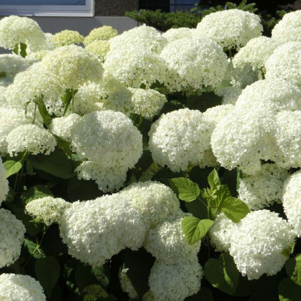 Hortensie 'Strong Annabelle'® Incrediball®