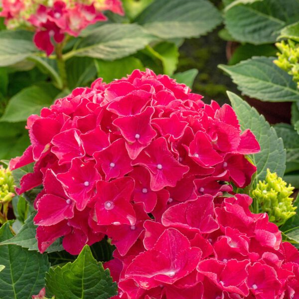 Bauernhortensie 'Red Baron'
