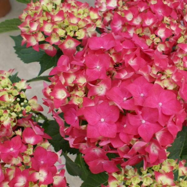 Gartenhortensie 'Leuchtfeuer'