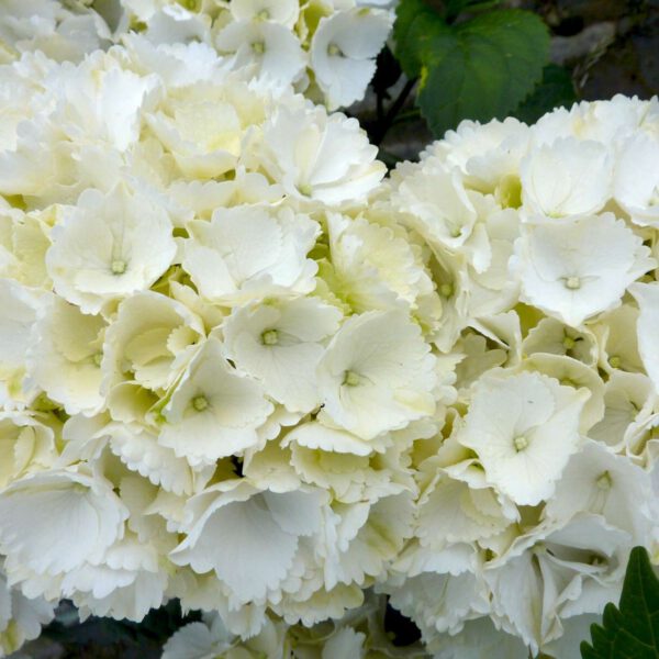 Gartenhortensie 'Schneeball'