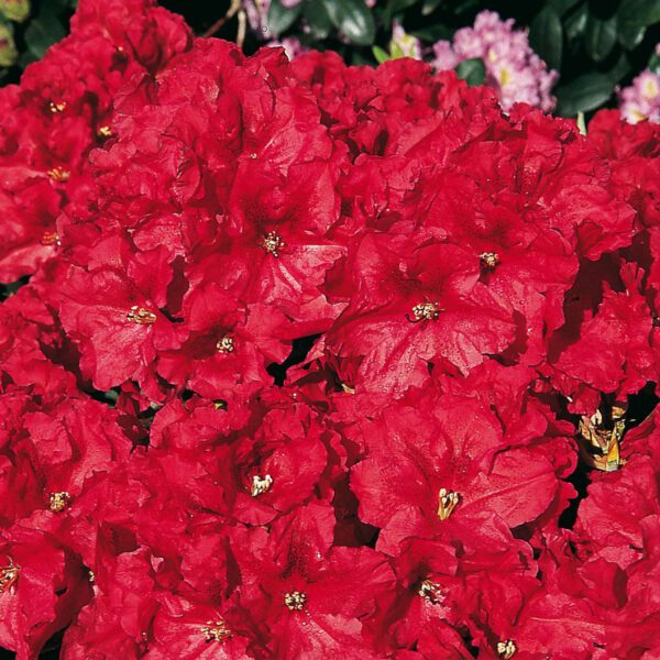 Rhododendron 'Rabatz®'