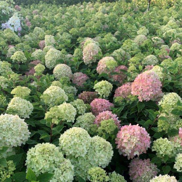 Zwerg-Rispenhortensie 'Little Lime'®