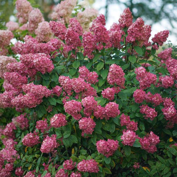 Rispenhortensie Proven Winners® 'Fire Light'