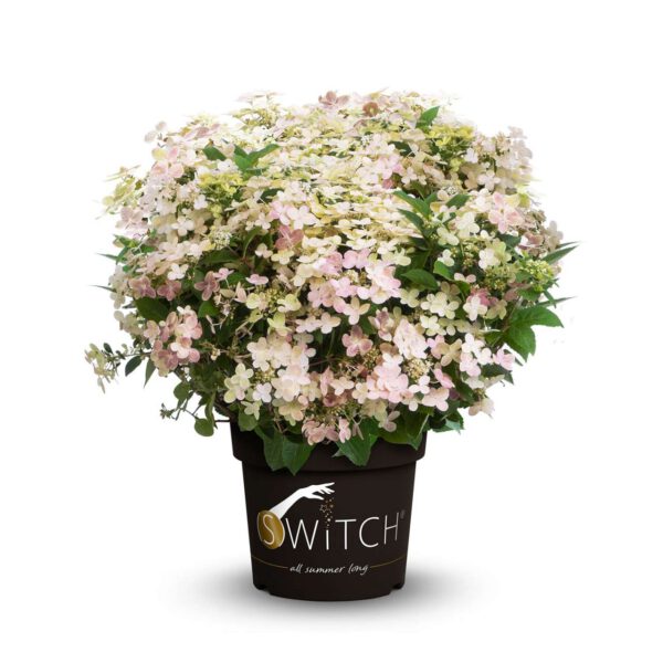 Rispenhortensie Switch® 'Ophelia'