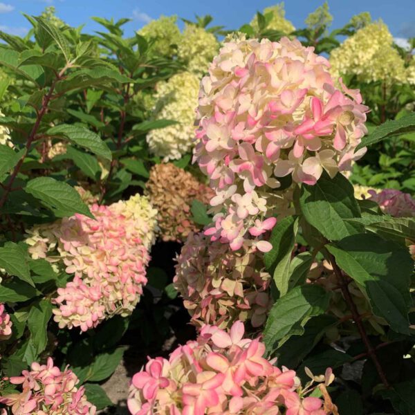 Dauerblühende Rispenhortensie 'Pinkachu®'