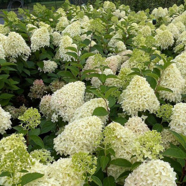 Rispenhortensie 'Skyfall'®