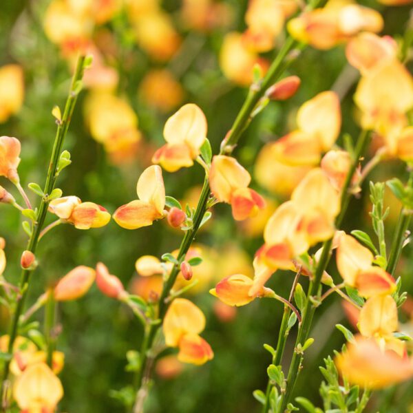 Elfenbeinginster 'Apricot Gem'