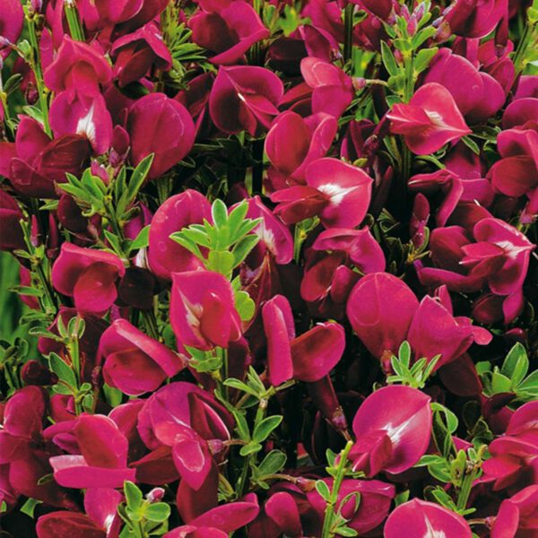Edelginster 'Boskoop Ruby'