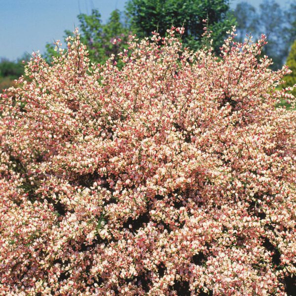 Elfenbein-Ginster 'Zeelandia'