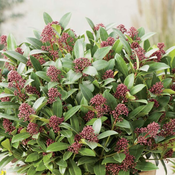 Blütenskimmie 'Rubella'