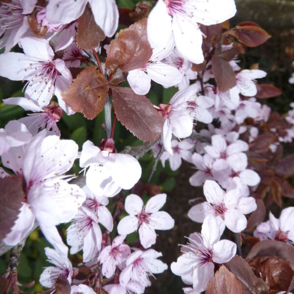 Blutpflaume 'Nigra'