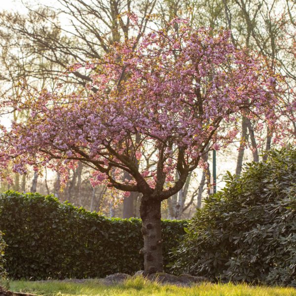 Japanische Nelkenkirsche 'Kanzan' - Blütenkirsche
