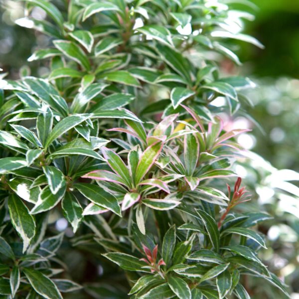 Lavendelheide / Schattenglöckchen 'Variegata'