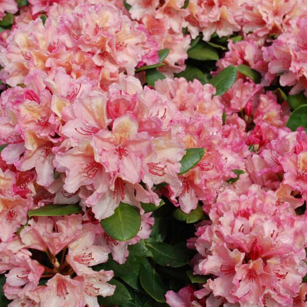 Rhododendron 'Brasilia®'