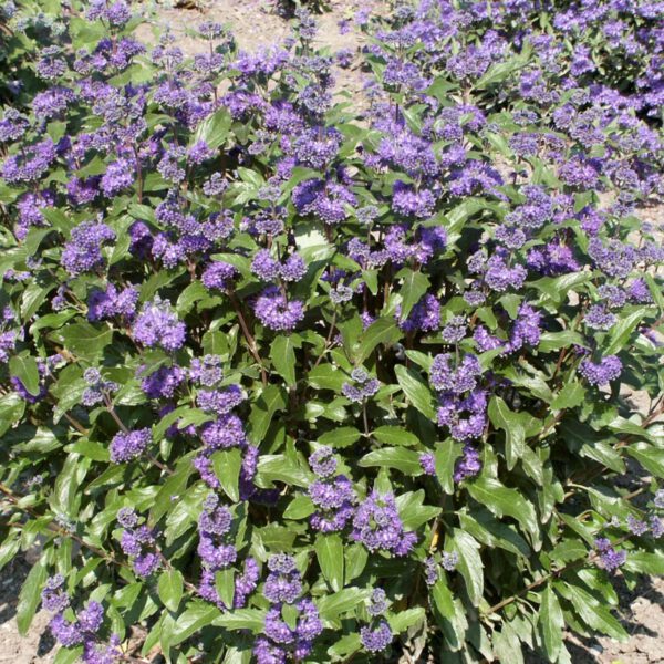 Bartblume 'Heavenly Blue'