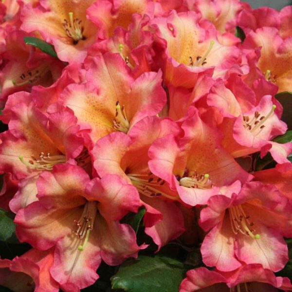 Ball-Rhododendron 'Lullaby'