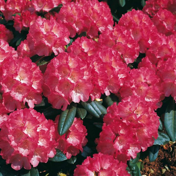 Ball-Rhododendron 'Fantastica', 3 - 5 Liter, 25 - 30 cm