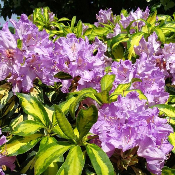 Rhododendron 'Blattgold'