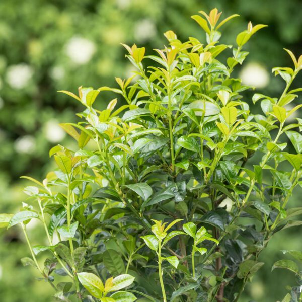Kirschlorbeer 'Green Torch®'