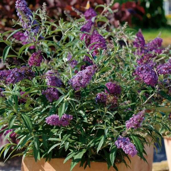 Zwerg-Schmetterlingsflieder 'BUZZ Velvet'