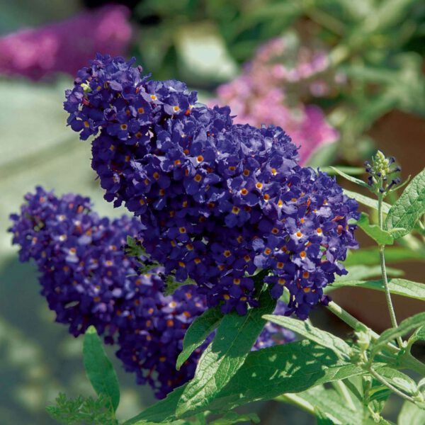 Sommerflieder 'Buzz Midnight'