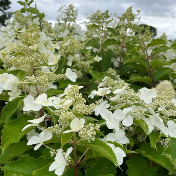 Rispenhortensie 'Levana®'