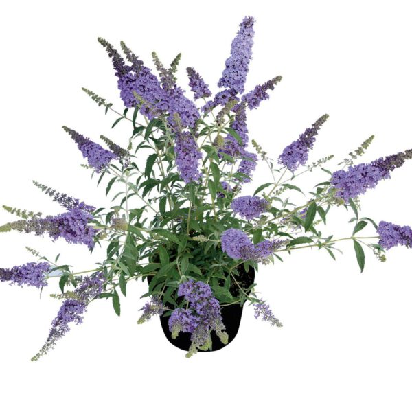 Zwerg-Schmetterlingsflieder 'BUZZ Sky Blue'