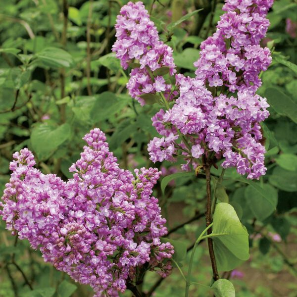 Edelflieder 'Belle de Nancy'