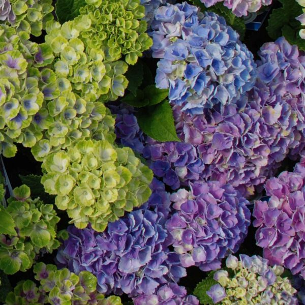 Gartenhortensie 'Magical Jewel Blue®'