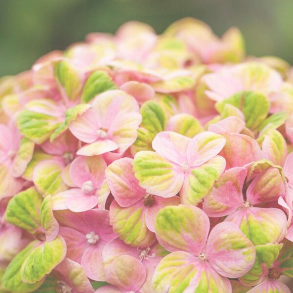 Gartenhortensie 'Magical Jewel Pink®'