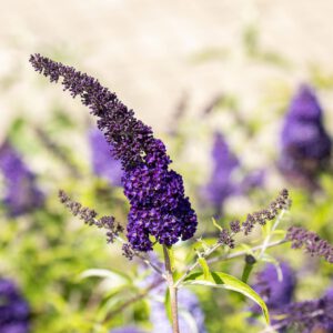 Schmetterlingsflieder 'Black Knight'
