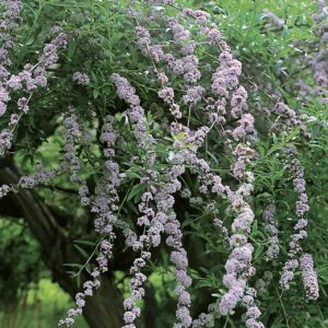 Hänge-Schmetterlingsflieder / Wechselblättriger Sommerflieder