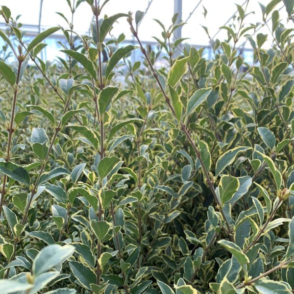 Bewimperter Liguster 'Müsli®'