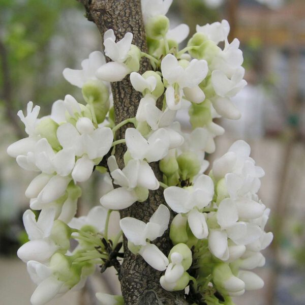 Chinesischer Judasbaum 'Shirobana'