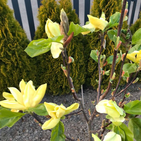 Königs-Magnolie 'Blue Opal'