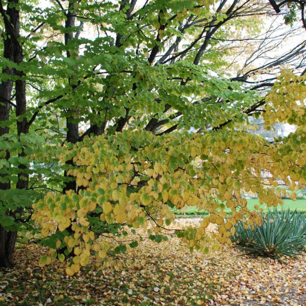 Lebkuchenbaum / Kuchenbaum Katsurabaum / Judasblattbaum