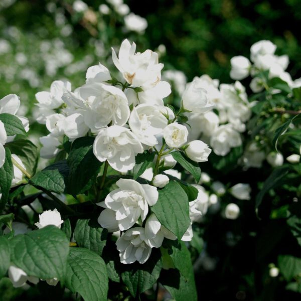 Zwerg-Jasmin 'Snowbelle'