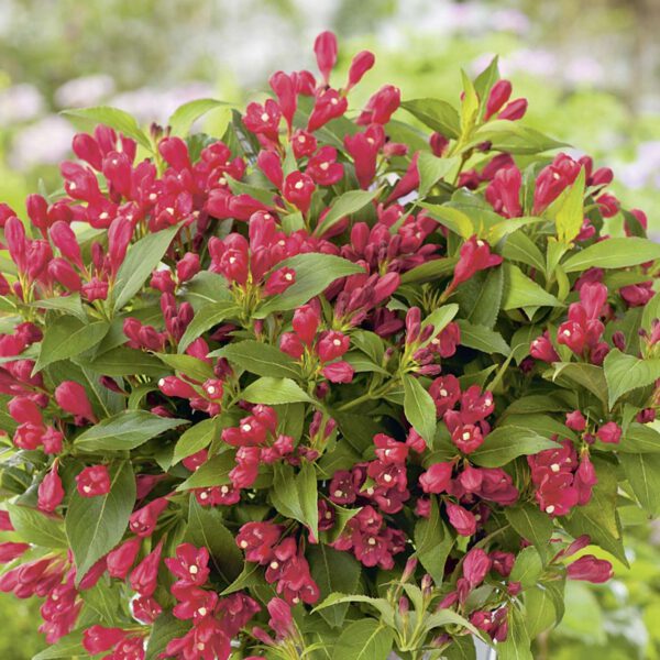 Zwerg-Weigelie 'All Summer Red'