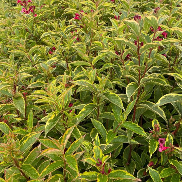 Weigelie 'Brigela'