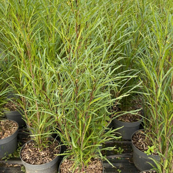 Farnblättriger Säulen-Faulbaum / Farnblättriges Pulverholz 'Fine Li...